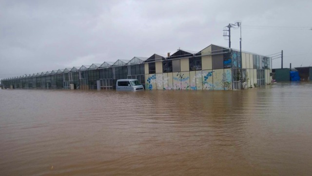 千葉県館山市、「早かわ洋蘭」2019年9月の台風被害について