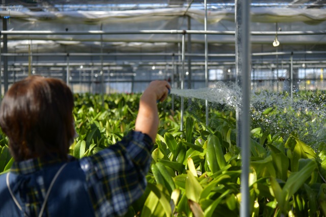 千葉県館山市の「早かわ洋蘭」栽培の模様