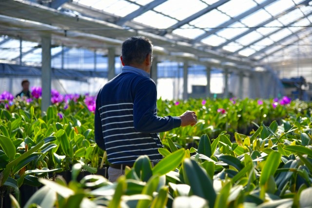 千葉県館山市の「早かわ洋蘭」栽培の模様