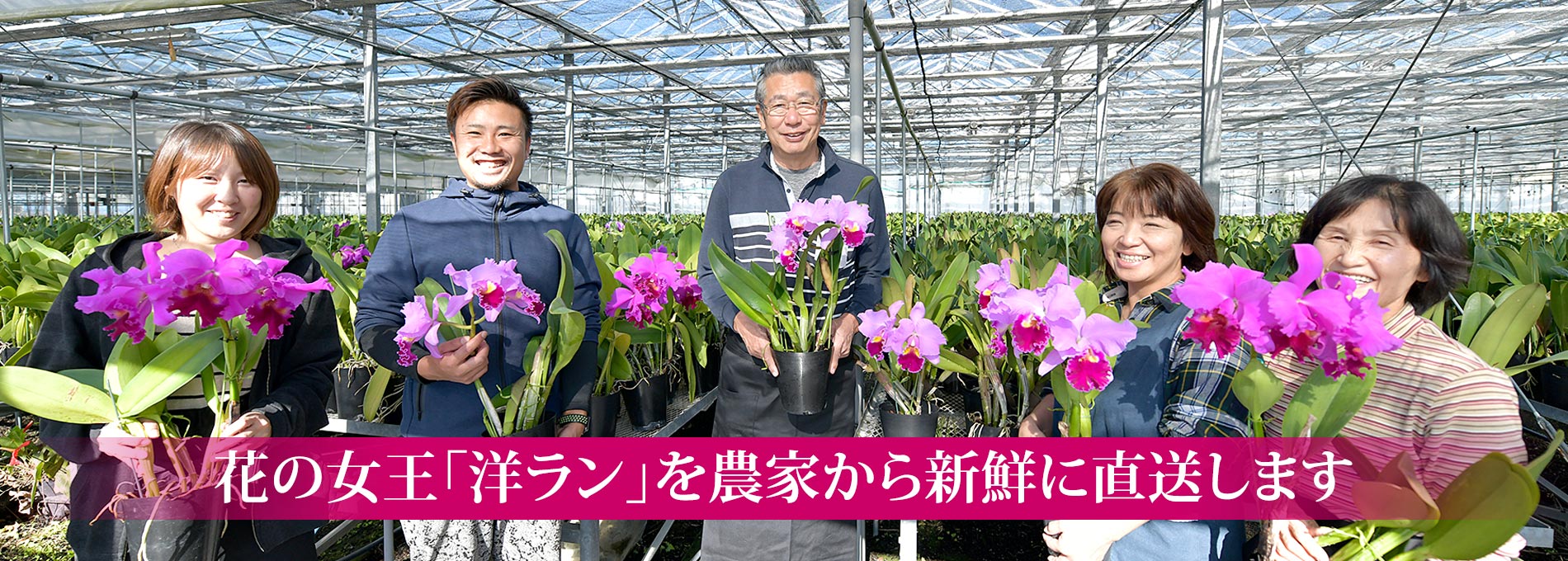 花の女王「洋ラン」を農家から新鮮に直送します