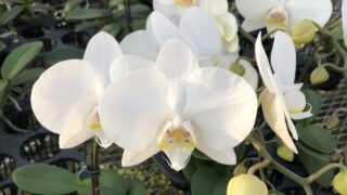 数量限定白ミディ！ | 胡蝶蘭・大輪 カトレア・ミニカトレアギフトの