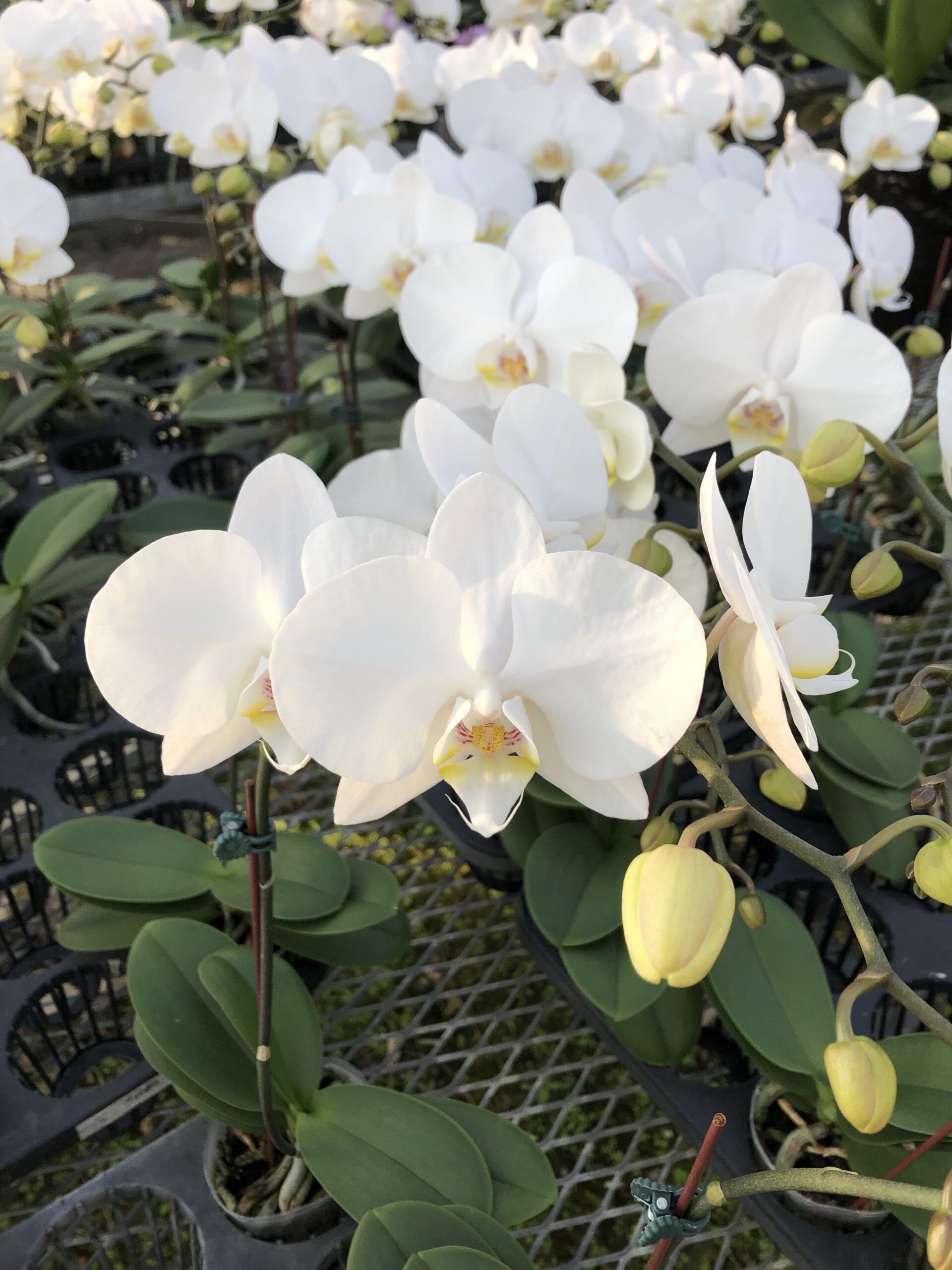 数量限定白ミディ！ | 胡蝶蘭・大輪 カトレア・ミニカトレアギフトの